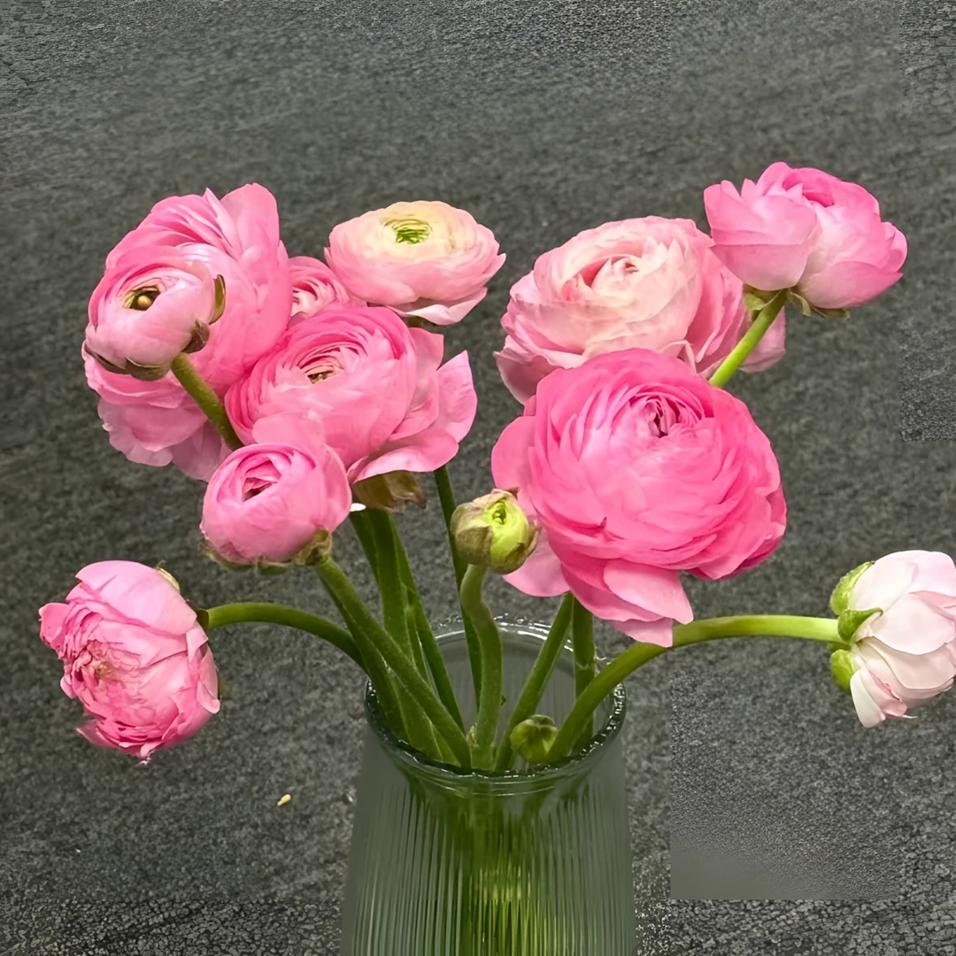 【春日来信】粉色系洋牡丹 两单及以上包邮