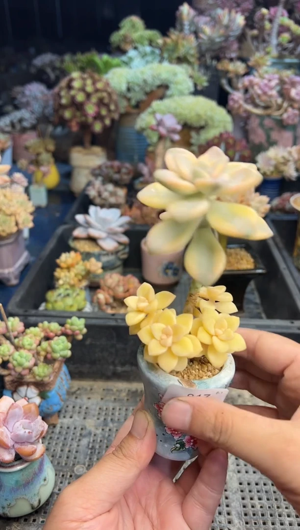 析*817          不带盆