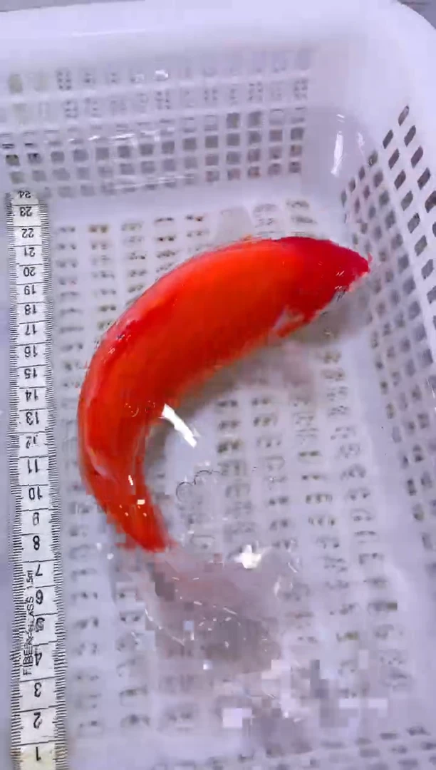 锦鲤血统锦鲤全场包邮14