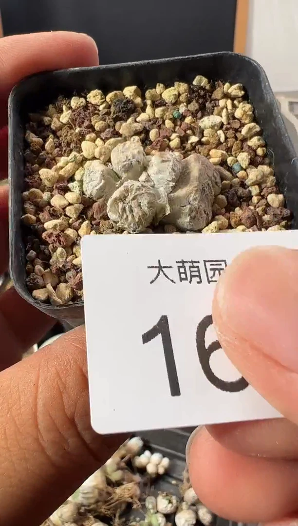 一物一拍          165