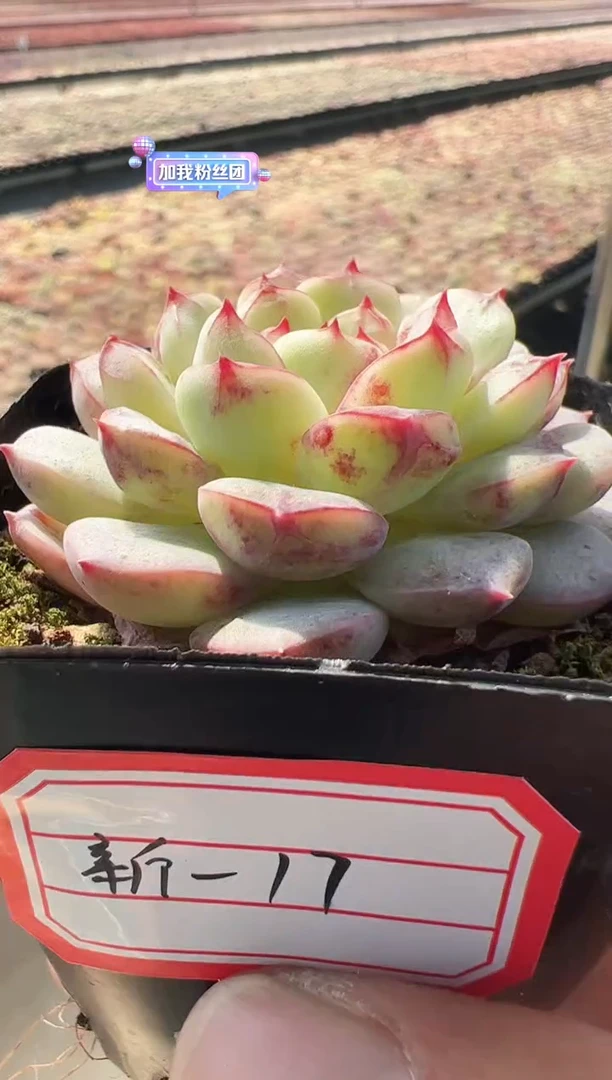 【闪购商品】新-17