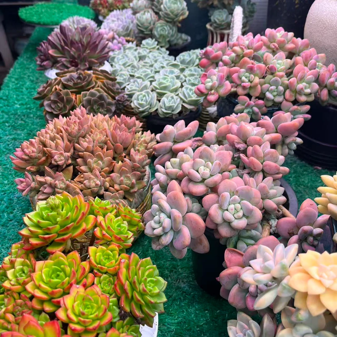 【集合链接4】黄大锤多肉阳台露台植物栽种养护