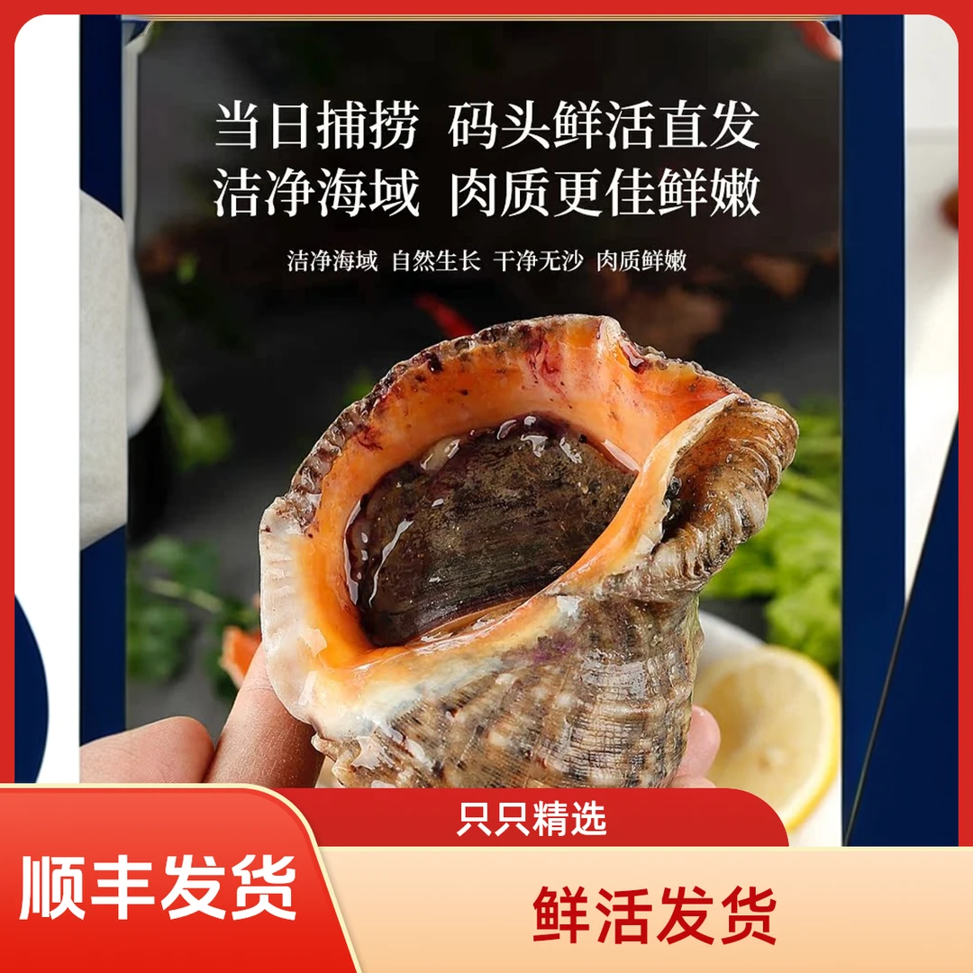 大连 鲜活海螺3斤保鲜保活 坏了包赔 顺丰发货（5-6个头/斤）