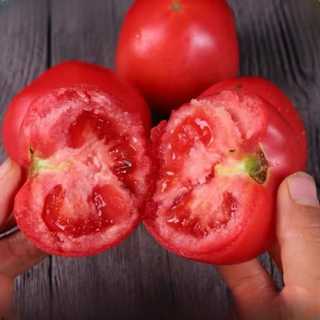 沙瓤西红柿自然熟番茄酸甜多汁应季生鲜水果产地直销蔬菜新鲜采摘