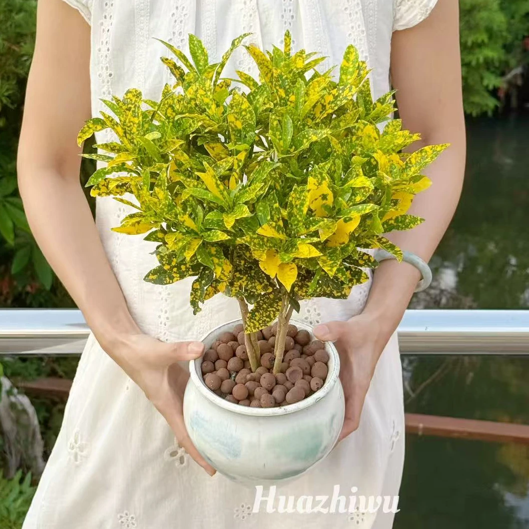 黄金万两盆栽洒金榕变叶木花卉室内客厅阳台招财植物净化空气绿植