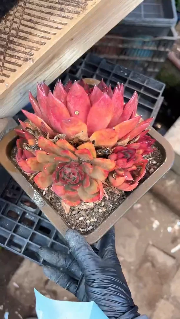 ?**斯阿迷洲多肉29433