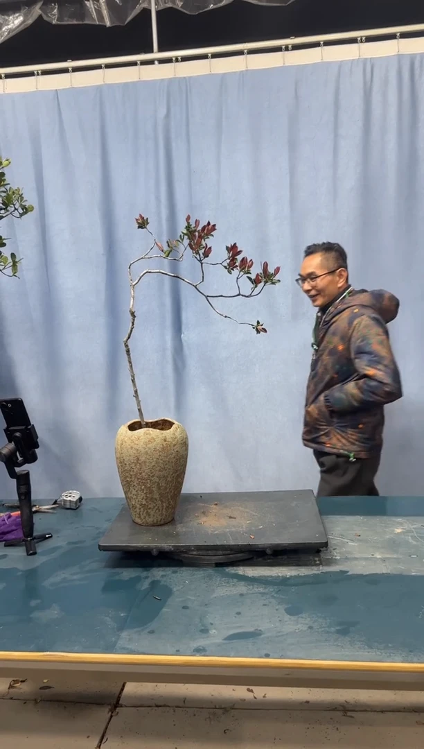 【闪购商品】盆景春花