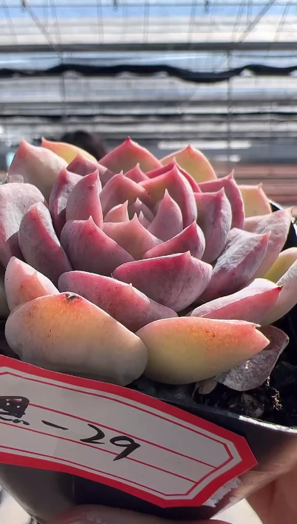 【闪购商品】黑暗荣耀-29