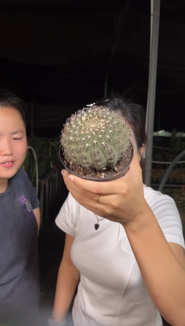 实生根大号黑刺凤头 7-10cm9.99