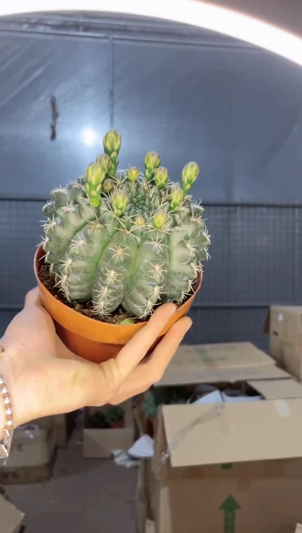 菲花玉【带花苞】10-13cm