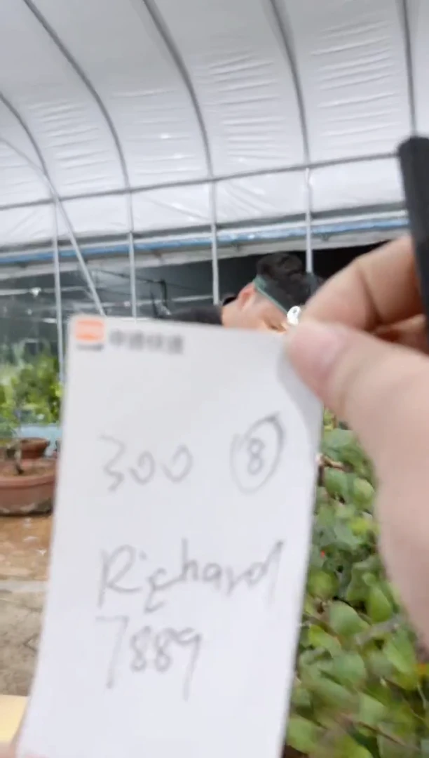 无花朵R****d/300顺丰到付/251013/8/初梦