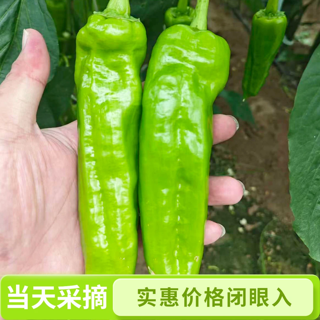 现摘现发青辣椒农家自种皱皮辣椒薄皮辣椒虎皮辣椒微辣不辣