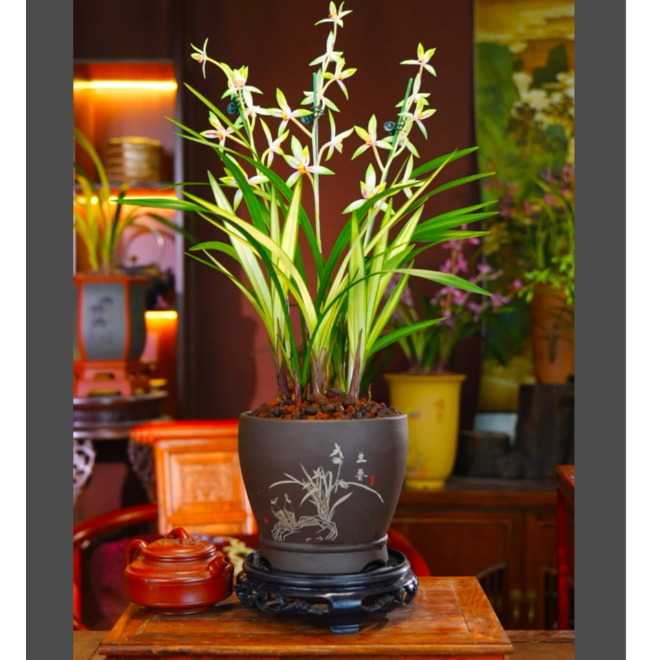 建兰铭品[知音素]双花苞起室内好养兰花盆栽客厅阳台绿植花卉