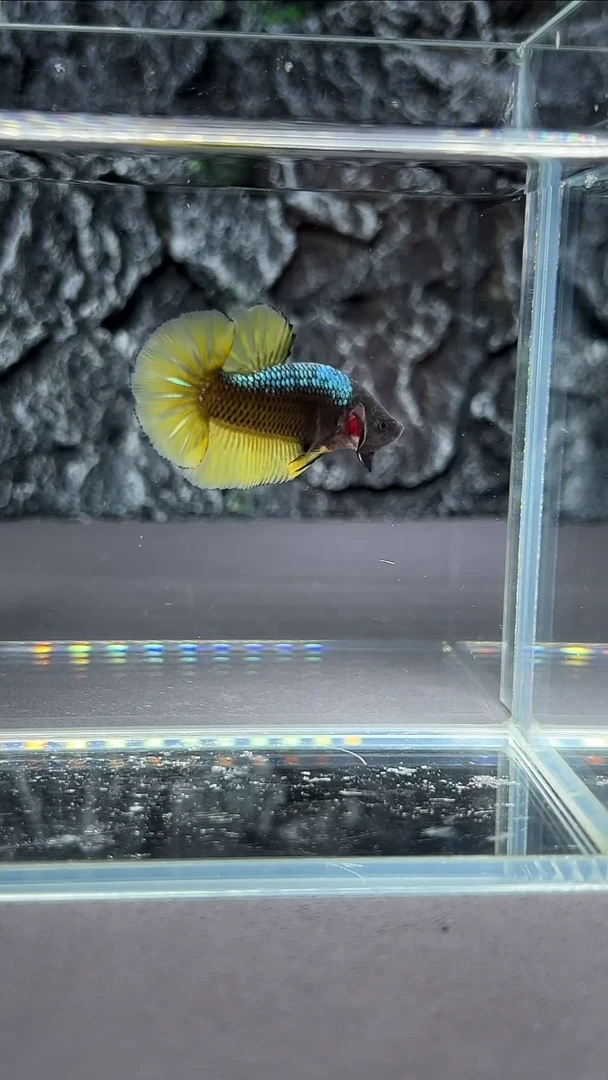 斗鱼竞拍链接A026