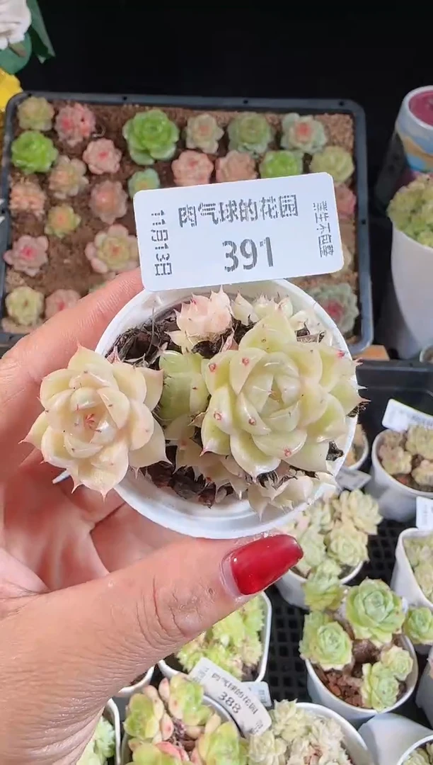1113-391群生不包整