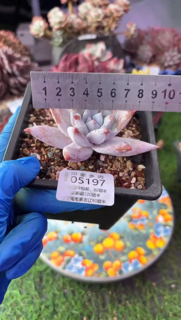 昆明印象多肉05197