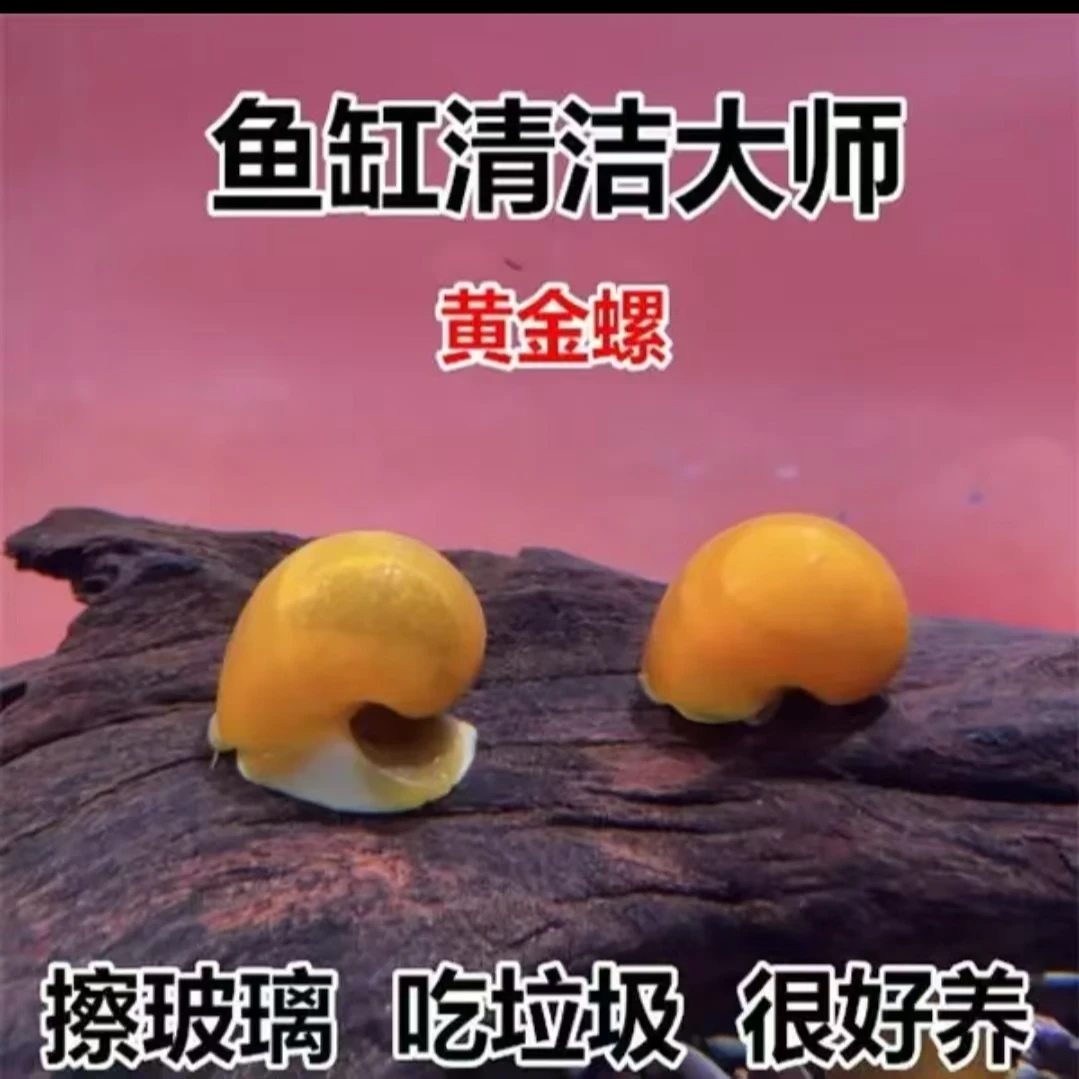 观赏螺清洁鱼缸除藻吃粪净化水质淡水黄金螺鱼缸清洁螺