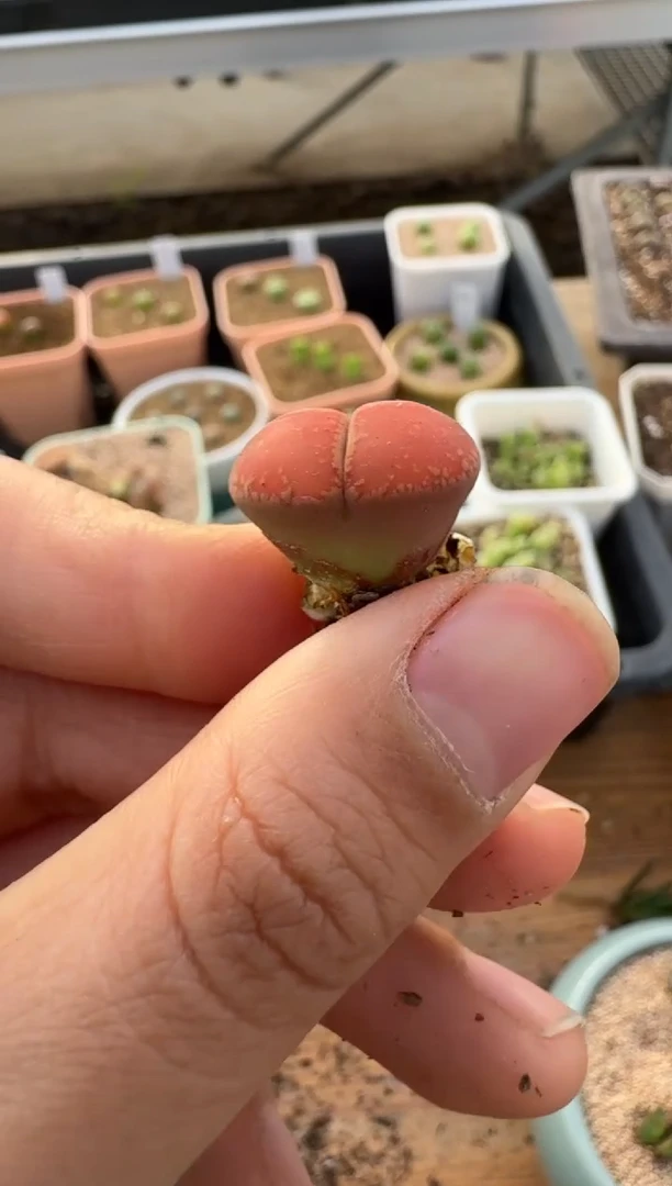 【闪购商品】2.5-230