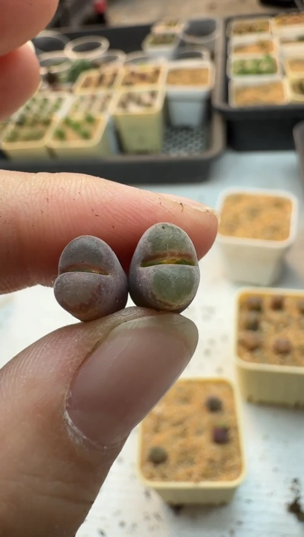 【闪购商品】17-368