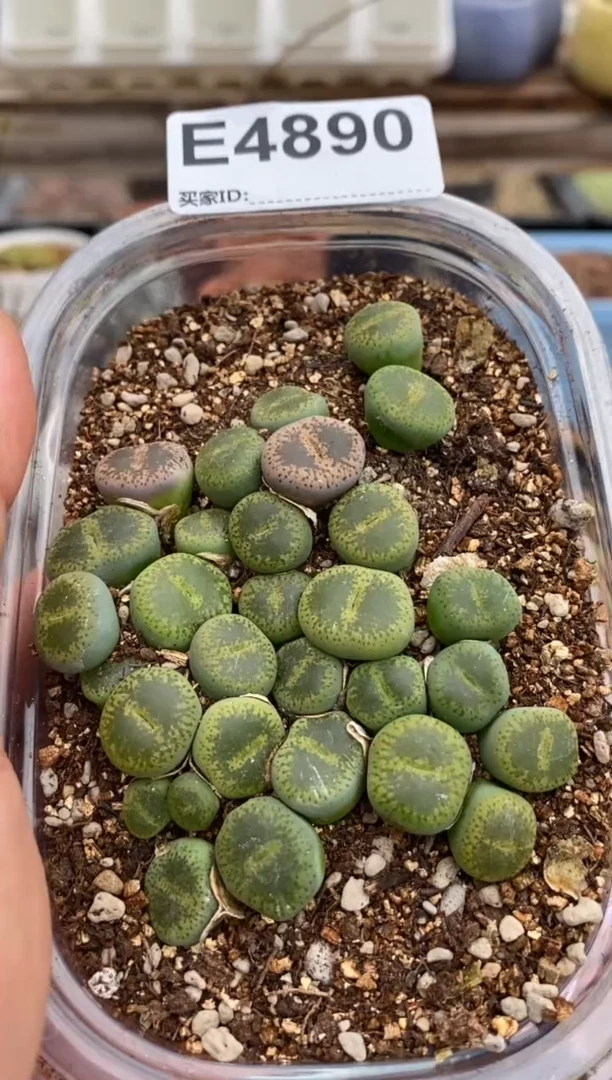 4890开播福利一物一拍