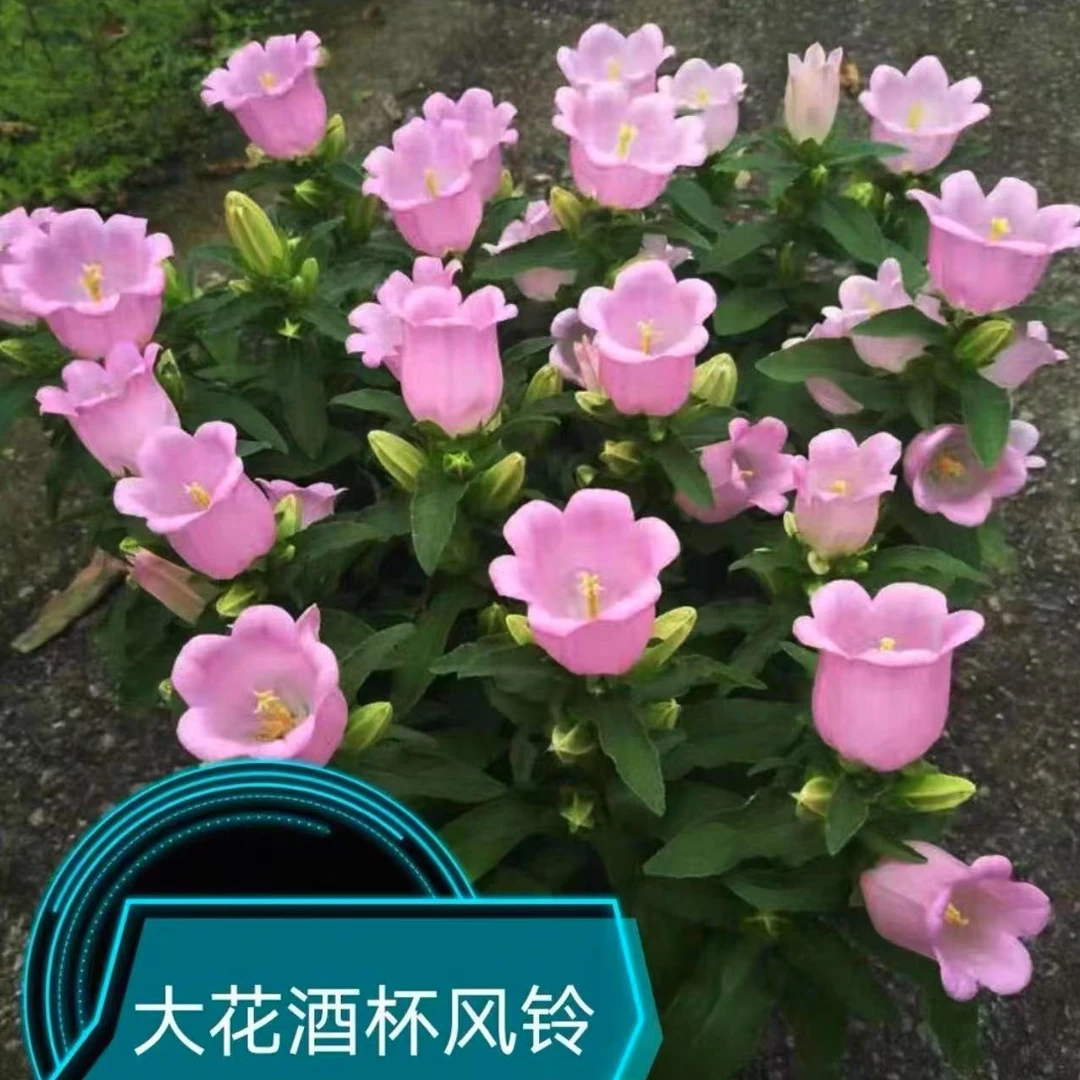 风铃花盆栽(小酒杯 花期长 颜值高）观花植物阳台庭院