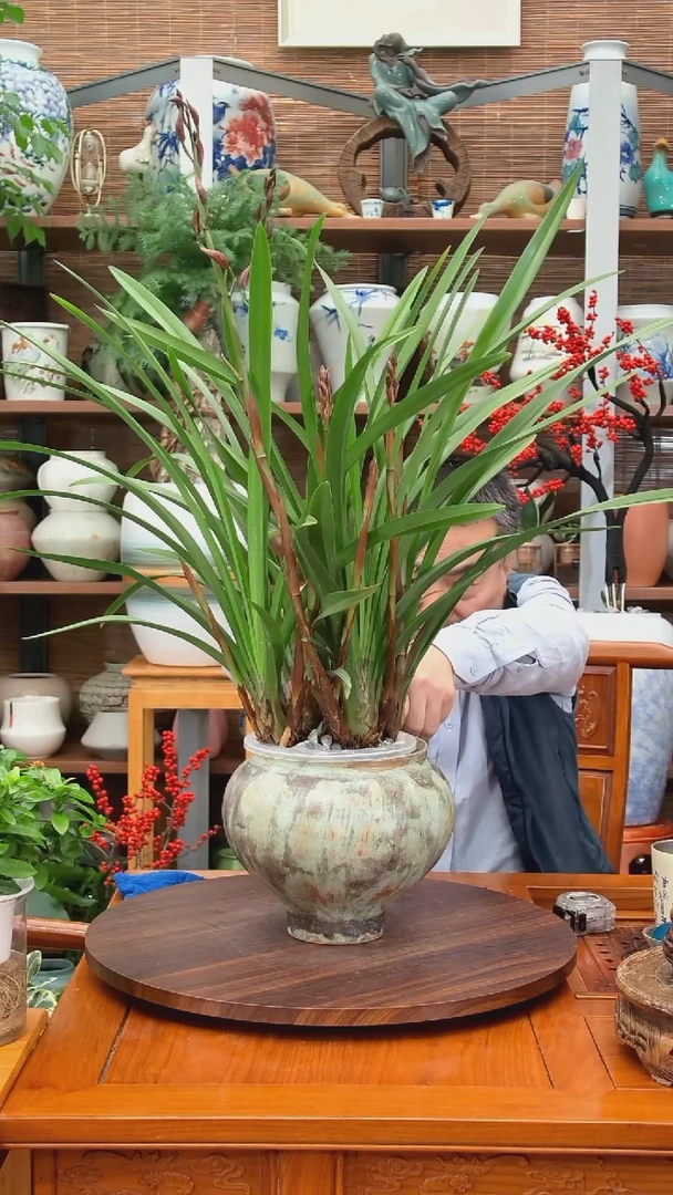 无花朵冰*川水之韵水培韩国小姐