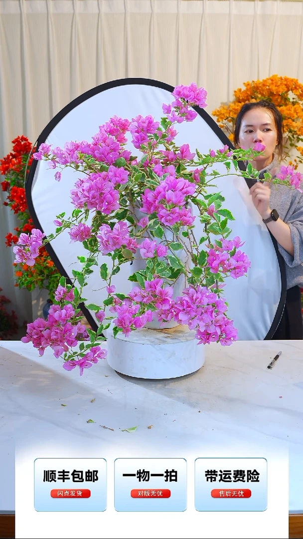 大部分开放少量花苞小斑叶丽人