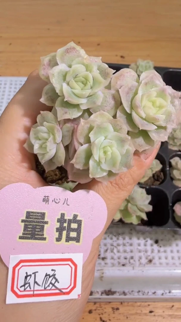 大虾饺 单双混 3颗量拍混发 满9.9包邮