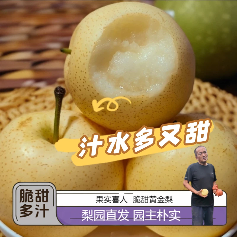 黄金梨河南千年古镇洧川特产脆甜多汁现摘现发梨园直发中秋礼品