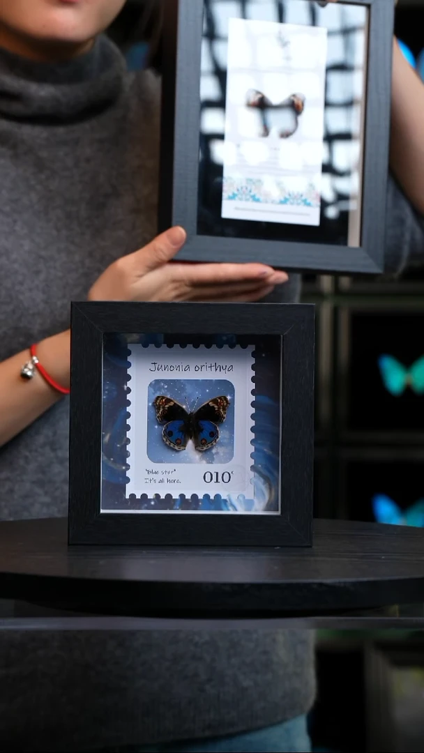 翠蓝眼蛱蝶5寸方框