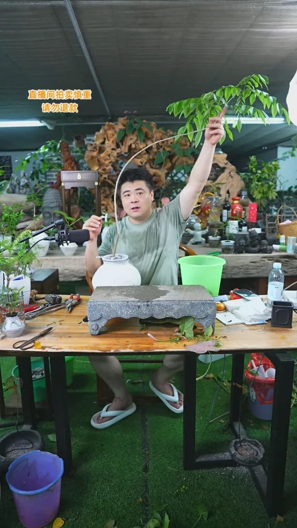 当前无花栽培后可以开花109黄花梨+