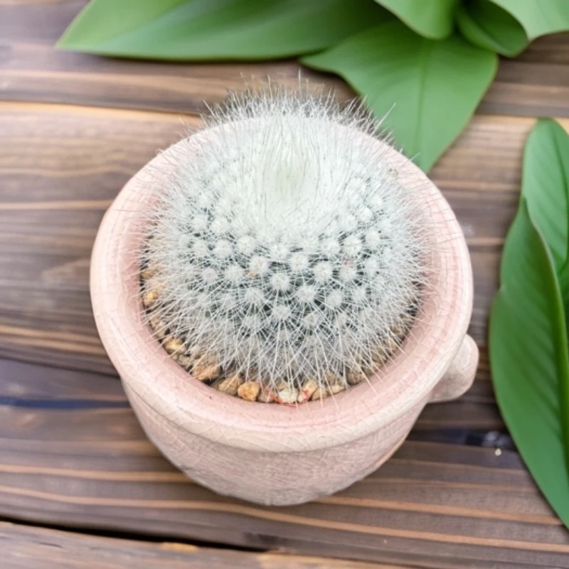 白小丁白雪公主红太阳小多肉盆栽好养活仙人掌仙人球室内小盆栽