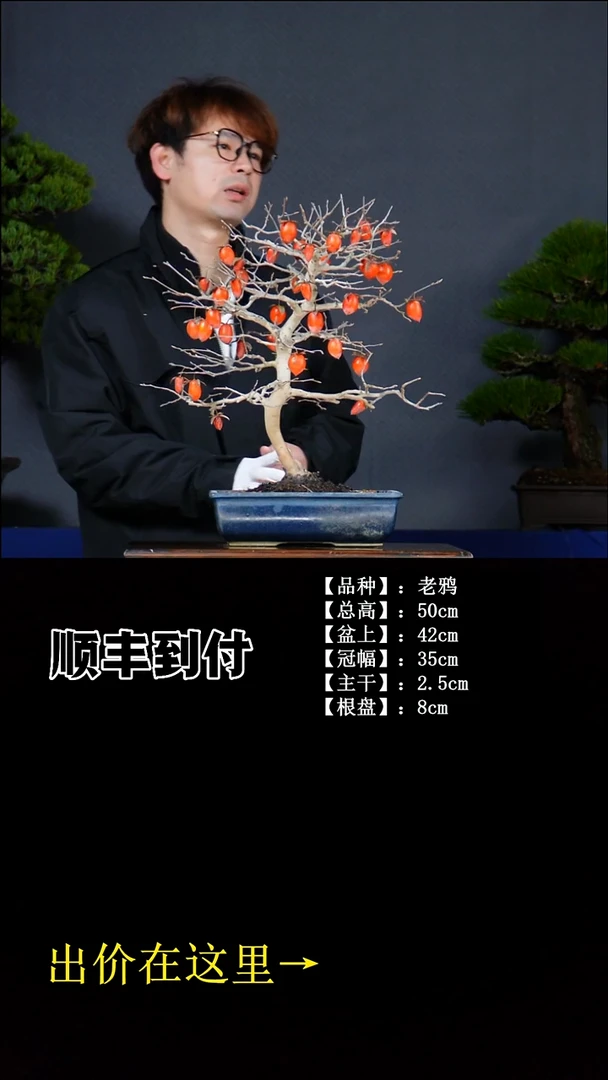 无花朵老鸦柿 不包邮