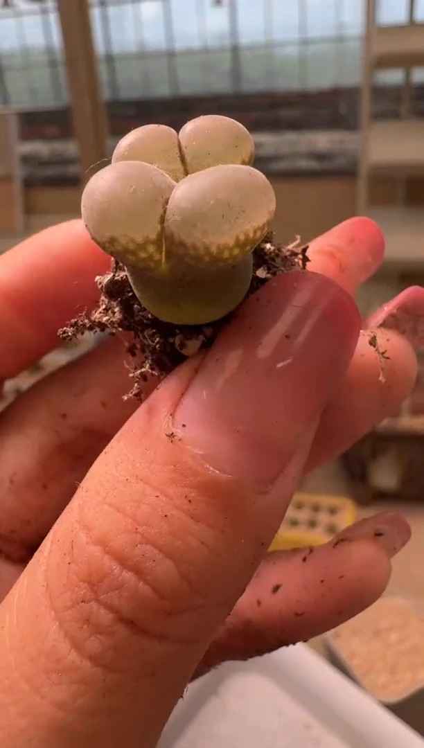 19-94多肉植物肉锥粉玫瑰