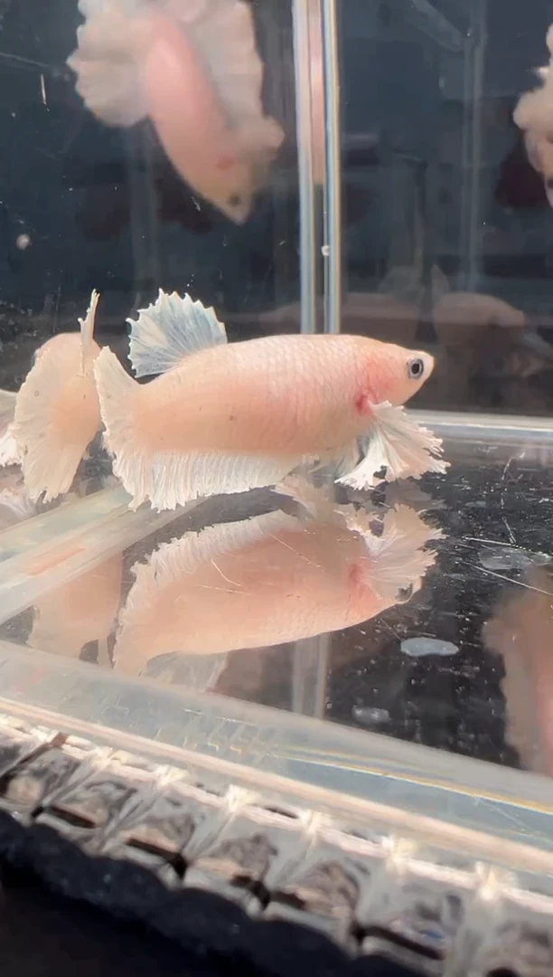 斗鱼斗鱼绣球大耳朵母鱼