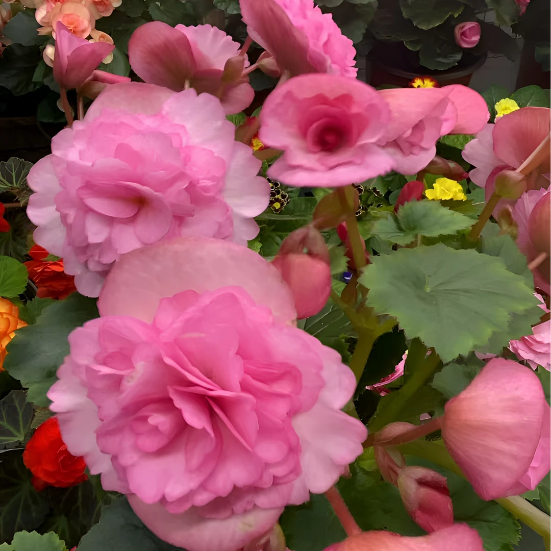 【飞翔粉大颗】重瓣丽格海棠多年生花卉带花带花苞室内阳台盆栽