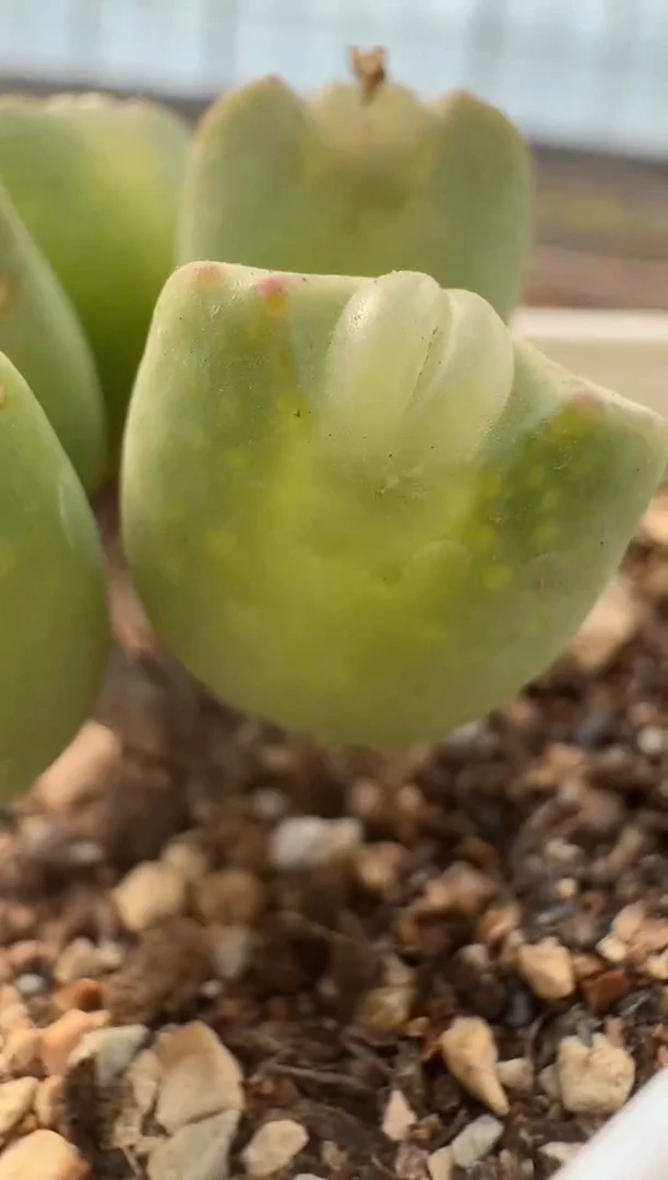 【闪购商品】16-90