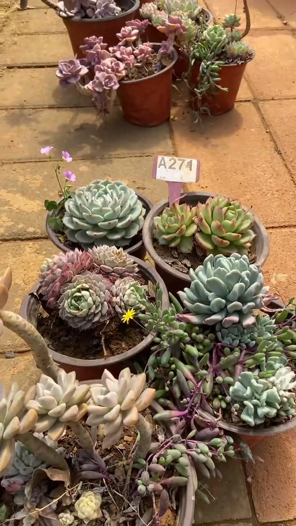 A274闪购清风花木兰多肉组合脱土发货