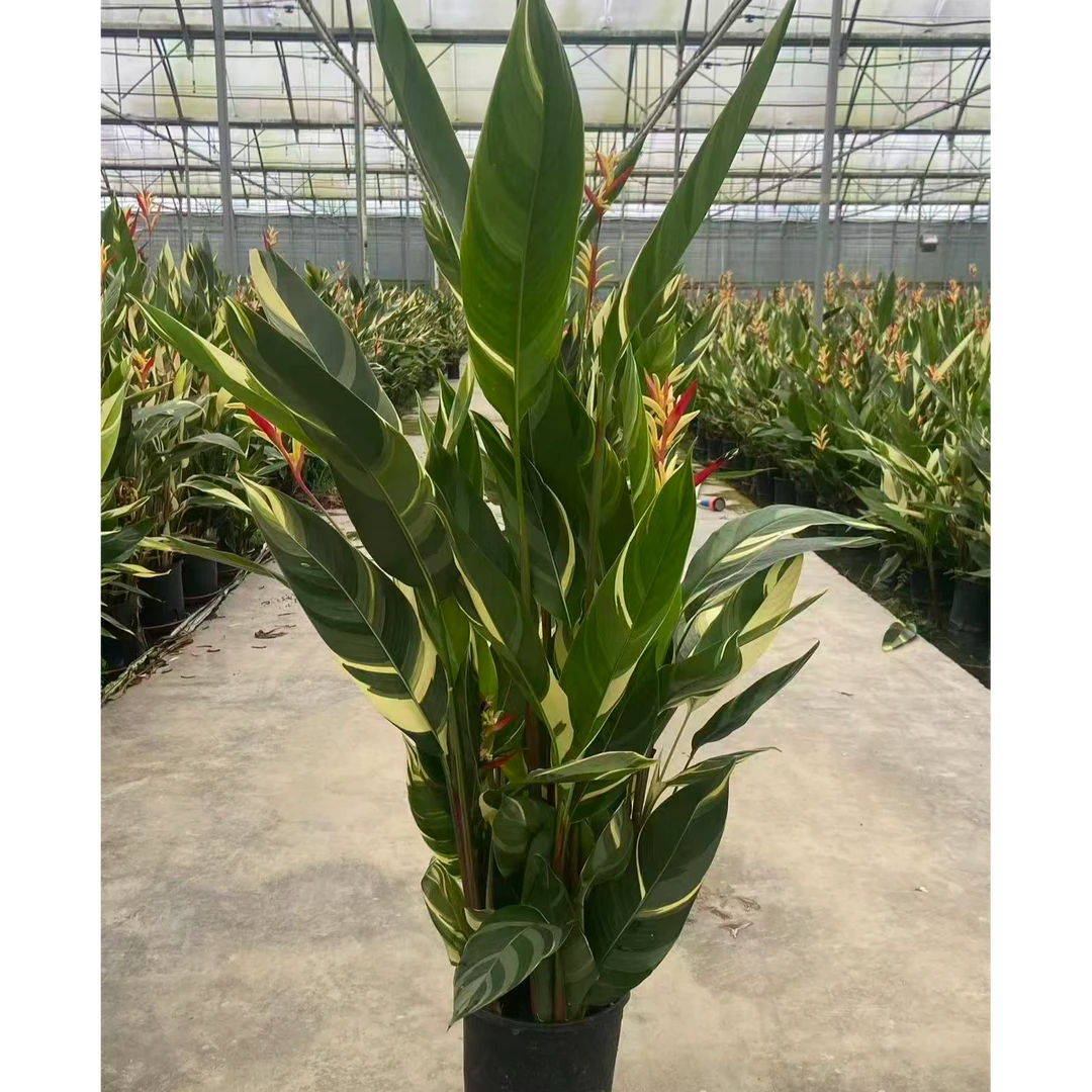 耐热耐养常年开花富贵鸟绿植适合客厅办公室