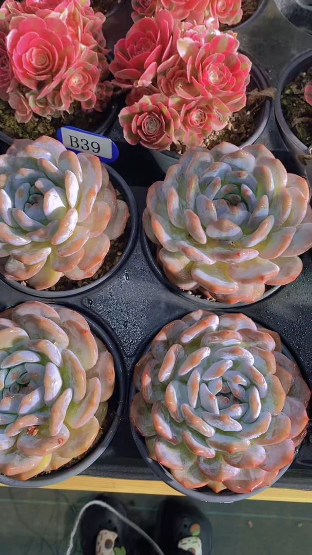 B39-橙梦露大单头9-10cm脱土发（量拍）