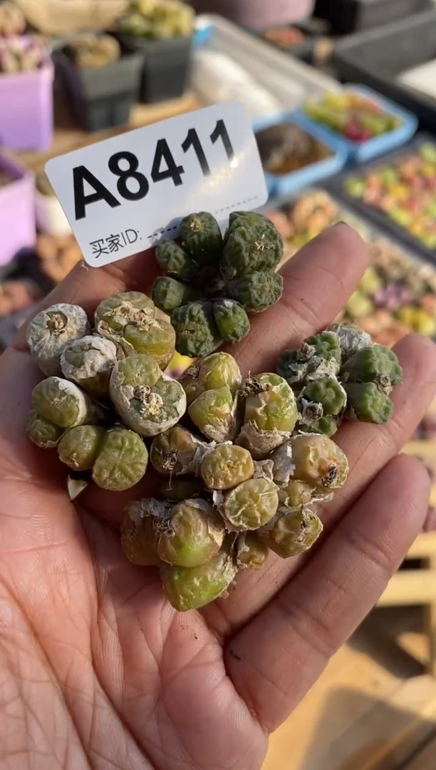 【闪购商品】8411直播一物一拍