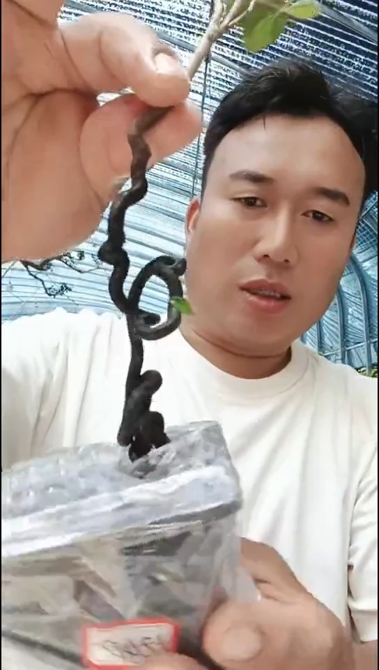 无花朵盆***界老鸦柿