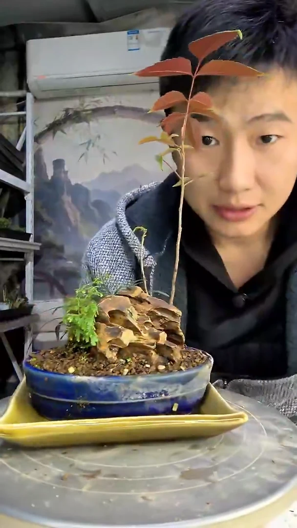 D****仔中青园艺一物一拍262