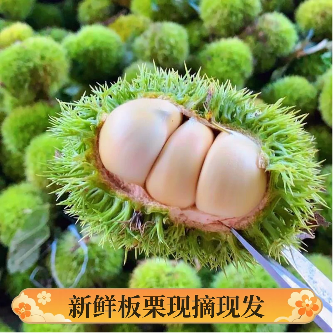 【2025年新板栗】云南板栗高山板栗毛球板栗新鲜板栗带壳加冰袋保鲜