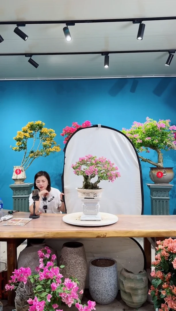 全部花朵龙岩紫三角梅