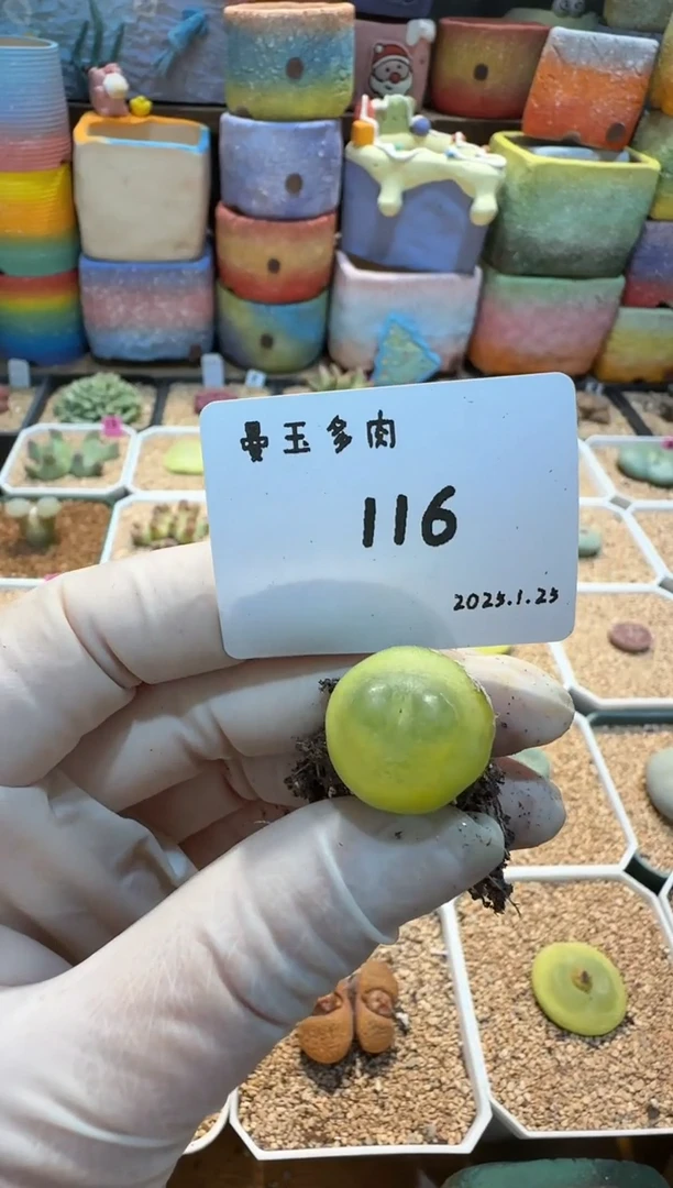 【闪购商品】25.1.25-116奶栗