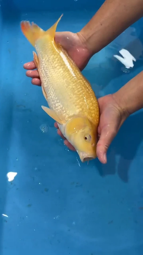 锦鲤太饱芥子锦鲤35cm-45cm不包公母 不包邮到付 包损