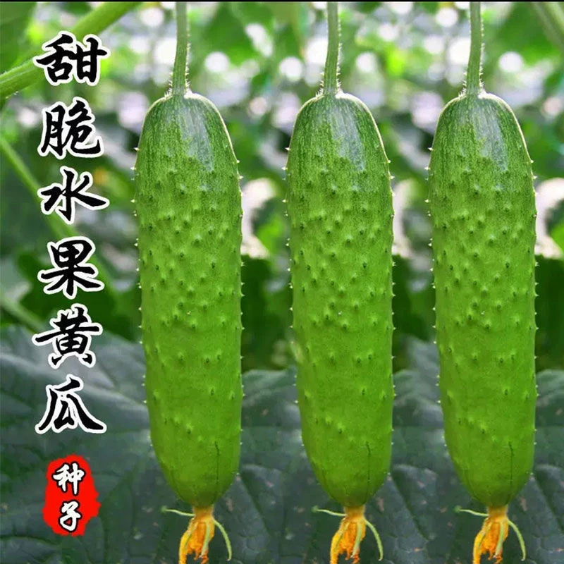 唐山秋瓜种子秋黄瓜水果黄瓜阳台小院春季秋季易播种蔬菜种子厂家