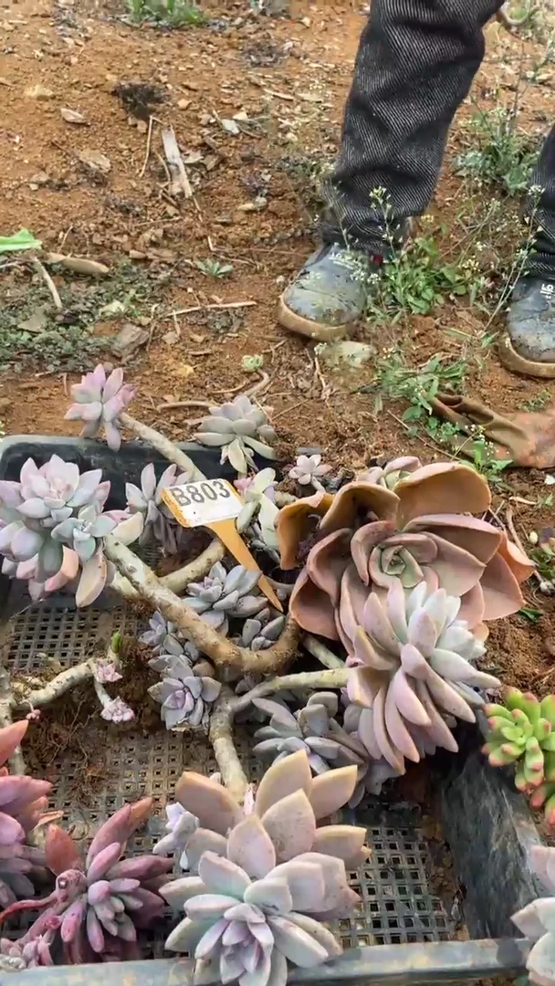 【闪购商品】B803清风花木兰多肉组合