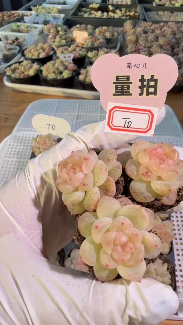 T0单双混 3颗量拍混发 满9.9包邮